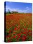 Field of Poppies and Barn, Near Montepulciano, Tuscany, Italy-Lee Frost-Stretched Canvas