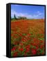 Field of Poppies and Barn, Near Montepulciano, Tuscany, Italy-Lee Frost-Framed Stretched Canvas