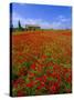 Field of Poppies and Barn, Near Montepulciano, Tuscany, Italy-Lee Frost-Stretched Canvas