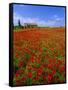 Field of Poppies and Barn, Near Montepulciano, Tuscany, Italy-Lee Frost-Framed Stretched Canvas