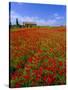 Field of Poppies and Barn, Near Montepulciano, Tuscany, Italy-Lee Frost-Stretched Canvas