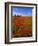 Field of Poppies and Barn, Near Montepulciano, Tuscany, Italy-Lee Frost-Framed Photographic Print