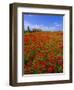Field of Poppies and Barn, Near Montepulciano, Tuscany, Italy-Lee Frost-Framed Photographic Print