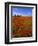 Field of Poppies and Barn, Near Montepulciano, Tuscany, Italy-Lee Frost-Framed Photographic Print