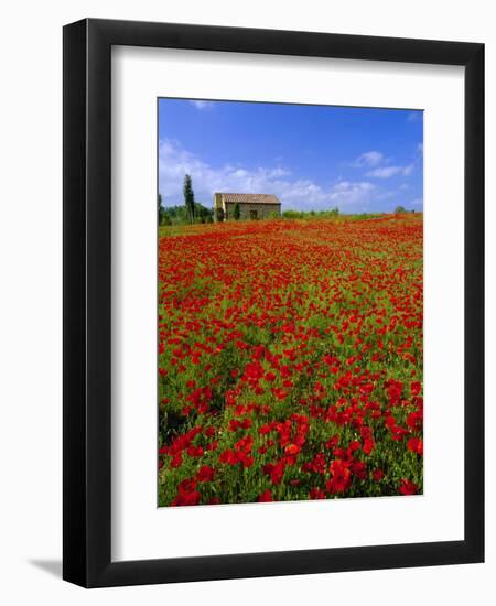 Field of Poppies and Barn, Near Montepulciano, Tuscany, Italy-Lee Frost-Framed Photographic Print