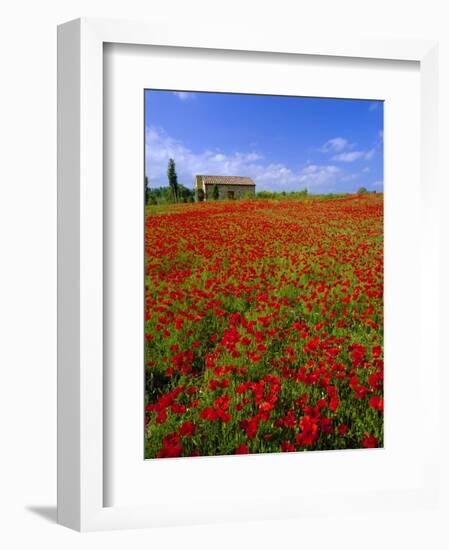 Field of Poppies and Barn, Near Montepulciano, Tuscany, Italy-Lee Frost-Framed Photographic Print