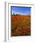 Field of Poppies and Barn, Near Montepulciano, Tuscany, Italy-Lee Frost-Framed Photographic Print