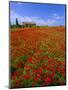 Field of Poppies and Barn, Near Montepulciano, Tuscany, Italy-Lee Frost-Mounted Photographic Print