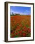 Field of Poppies and Barn, Near Montepulciano, Tuscany, Italy-Lee Frost-Framed Photographic Print