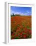 Field of Poppies and Barn, Near Montepulciano, Tuscany, Italy-Lee Frost-Framed Photographic Print