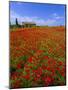 Field of Poppies and Barn, Near Montepulciano, Tuscany, Italy-Lee Frost-Mounted Photographic Print