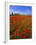 Field of Poppies and Barn, Near Montepulciano, Tuscany, Italy-Lee Frost-Framed Photographic Print