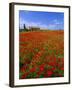 Field of Poppies and Barn, Near Montepulciano, Tuscany, Italy-Lee Frost-Framed Photographic Print