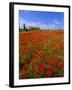 Field of Poppies and Barn, Near Montepulciano, Tuscany, Italy-Lee Frost-Framed Photographic Print