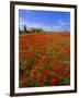 Field of Poppies and Barn, Near Montepulciano, Tuscany, Italy-Lee Frost-Framed Photographic Print