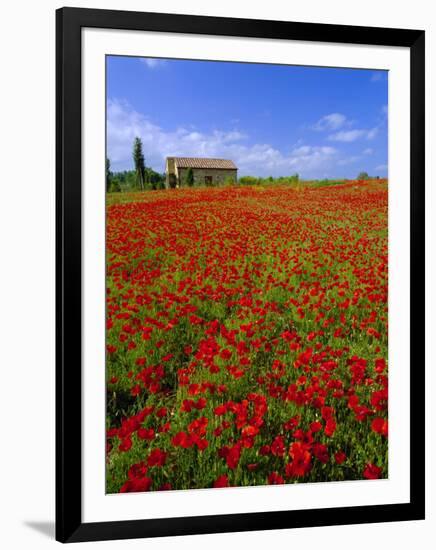 Field of Poppies and Barn, Near Montepulciano, Tuscany, Italy-Lee Frost-Framed Photographic Print