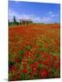 Field of Poppies and Barn, Near Montepulciano, Tuscany, Italy-Lee Frost-Mounted Photographic Print