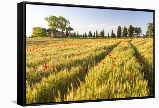 Field of Poppies and Old Abandoned Farmhouse, Tuscany, Italy-Peter Adams-Framed Stretched Canvas