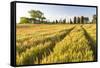 Field of Poppies and Old Abandoned Farmhouse, Tuscany, Italy-Peter Adams-Framed Stretched Canvas