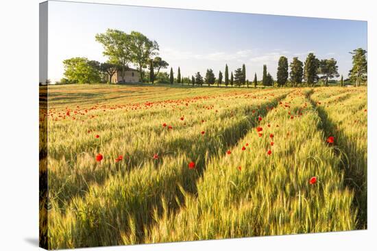 Field of Poppies and Old Abandoned Farmhouse, Tuscany, Italy-Peter Adams-Stretched Canvas