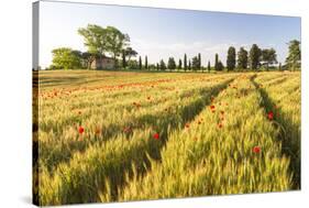 Field of Poppies and Old Abandoned Farmhouse, Tuscany, Italy-Peter Adams-Stretched Canvas