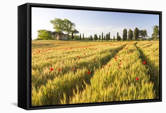 Field of Poppies and Old Abandoned Farmhouse, Tuscany, Italy-Peter Adams-Framed Stretched Canvas