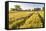 Field of Poppies and Old Abandoned Farmhouse, Tuscany, Italy-Peter Adams-Framed Stretched Canvas