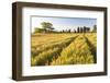 Field of Poppies and Old Abandoned Farmhouse, Tuscany, Italy-Peter Adams-Framed Photographic Print