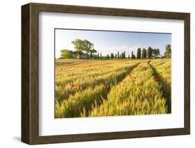 Field of Poppies and Old Abandoned Farmhouse, Tuscany, Italy-Peter Adams-Framed Photographic Print