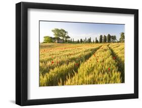 Field of Poppies and Old Abandoned Farmhouse, Tuscany, Italy-Peter Adams-Framed Photographic Print