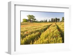 Field of Poppies and Old Abandoned Farmhouse, Tuscany, Italy-Peter Adams-Framed Photographic Print