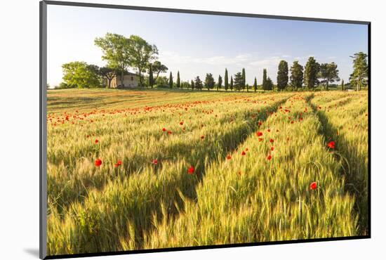 Field of Poppies and Old Abandoned Farmhouse, Tuscany, Italy-Peter Adams-Mounted Photographic Print