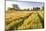 Field of Poppies and Old Abandoned Farmhouse, Tuscany, Italy-Peter Adams-Mounted Photographic Print