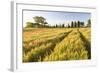 Field of Poppies and Old Abandoned Farmhouse, Tuscany, Italy-Peter Adams-Framed Photographic Print
