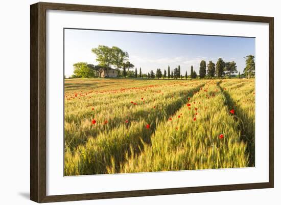 Field of Poppies and Old Abandoned Farmhouse, Tuscany, Italy-Peter Adams-Framed Photographic Print