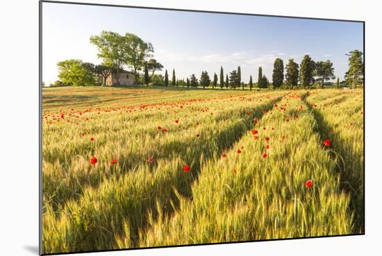 Field of Poppies and Old Abandoned Farmhouse, Tuscany, Italy-Peter Adams-Mounted Photographic Print