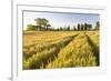 Field of Poppies and Old Abandoned Farmhouse, Tuscany, Italy-Peter Adams-Framed Photographic Print