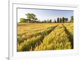 Field of Poppies and Old Abandoned Farmhouse, Tuscany, Italy-Peter Adams-Framed Photographic Print