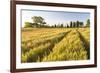 Field of Poppies and Old Abandoned Farmhouse, Tuscany, Italy-Peter Adams-Framed Photographic Print