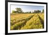 Field of Poppies and Old Abandoned Farmhouse, Tuscany, Italy-Peter Adams-Framed Photographic Print