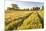 Field of Poppies and Old Abandoned Farmhouse, Tuscany, Italy-Peter Adams-Mounted Photographic Print