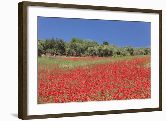 Field of Poppies and Olive Trees, Valle D'Itria, Bari District, Puglia, Italy, Europe-Markus Lange-Framed Photographic Print