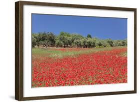 Field of Poppies and Olive Trees, Valle D'Itria, Bari District, Puglia, Italy, Europe-Markus Lange-Framed Photographic Print