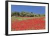 Field of Poppies and Olive Trees, Valle D'Itria, Bari District, Puglia, Italy, Europe-Markus Lange-Framed Photographic Print