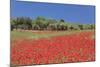 Field of Poppies and Olive Trees, Valle D'Itria, Bari District, Puglia, Italy, Europe-Markus Lange-Mounted Photographic Print