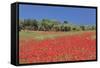 Field of Poppies and Olive Trees, Valle D'Itria, Bari District, Puglia, Italy, Europe-Markus Lange-Framed Stretched Canvas