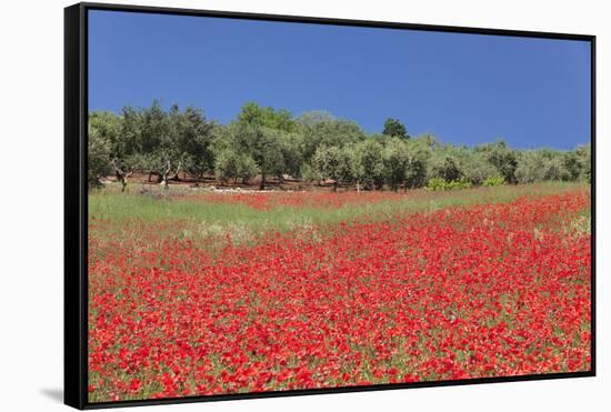 Field of Poppies and Olive Trees, Valle D'Itria, Bari District, Puglia, Italy, Europe-Markus Lange-Framed Stretched Canvas