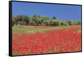 Field of Poppies and Olive Trees, Valle D'Itria, Bari District, Puglia, Italy, Europe-Markus Lange-Framed Stretched Canvas