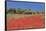 Field of Poppies and Olive Trees, Valle D'Itria, Bari District, Puglia, Italy, Europe-Markus Lange-Framed Stretched Canvas