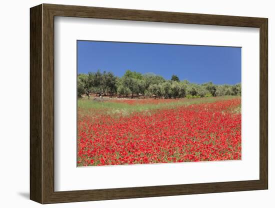 Field of Poppies and Olive Trees, Valle D'Itria, Bari District, Puglia, Italy, Europe-Markus Lange-Framed Photographic Print